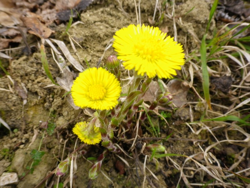 Tussilago farfara / Tossilaggine